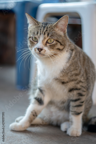 Portrait of striped Thai cat,  tabby cat © Patara