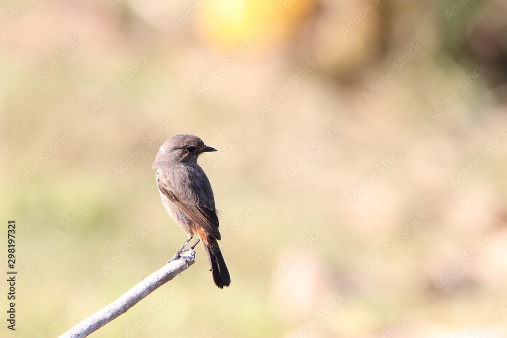 Obraz premium bird on a branch