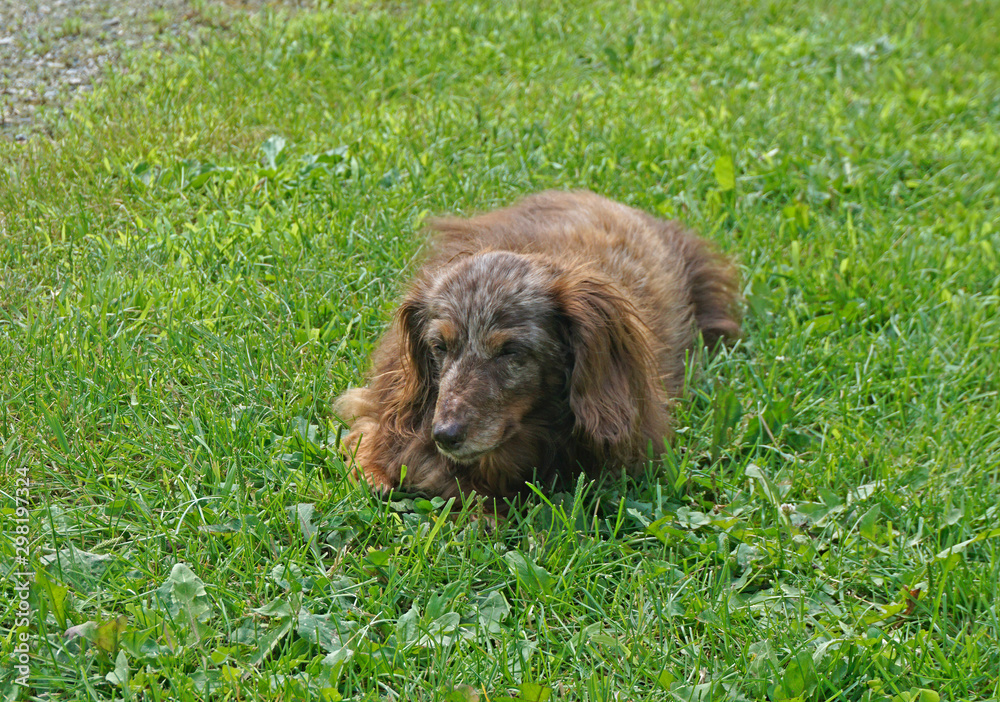 Fototapeta premium dog at his liesure