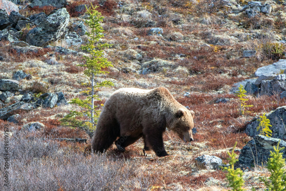 Obraz premium Grizzly Bear [ursus arctos horribilis] in the mountain above the Savage River in Denali National Park in Alaska United States