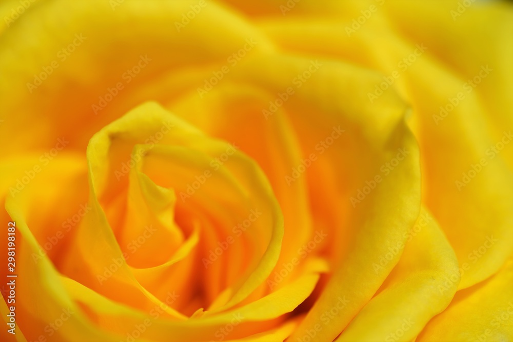 macro view on petals of yellow rose in light macro view on petals of yellow rose in light
