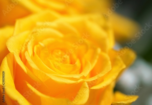 yellow rose with water drops of dew