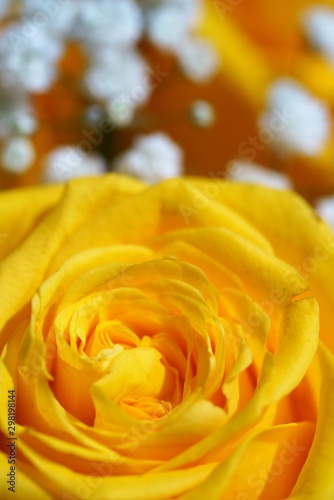 yellow rose on background