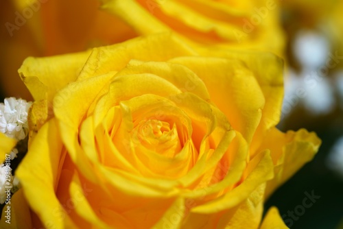 yellow rose on a blurred background