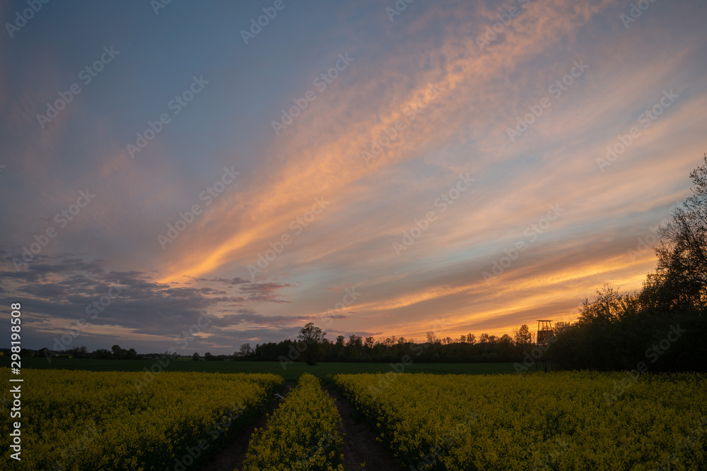 Obraz premium Rapeseed at sunset time