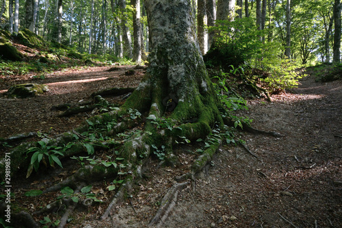    Path in the sacred forest  near the Sanctuary of La Verna  in Casentino  of white firs and beeches illuminated by sunbeams that filter through the branches