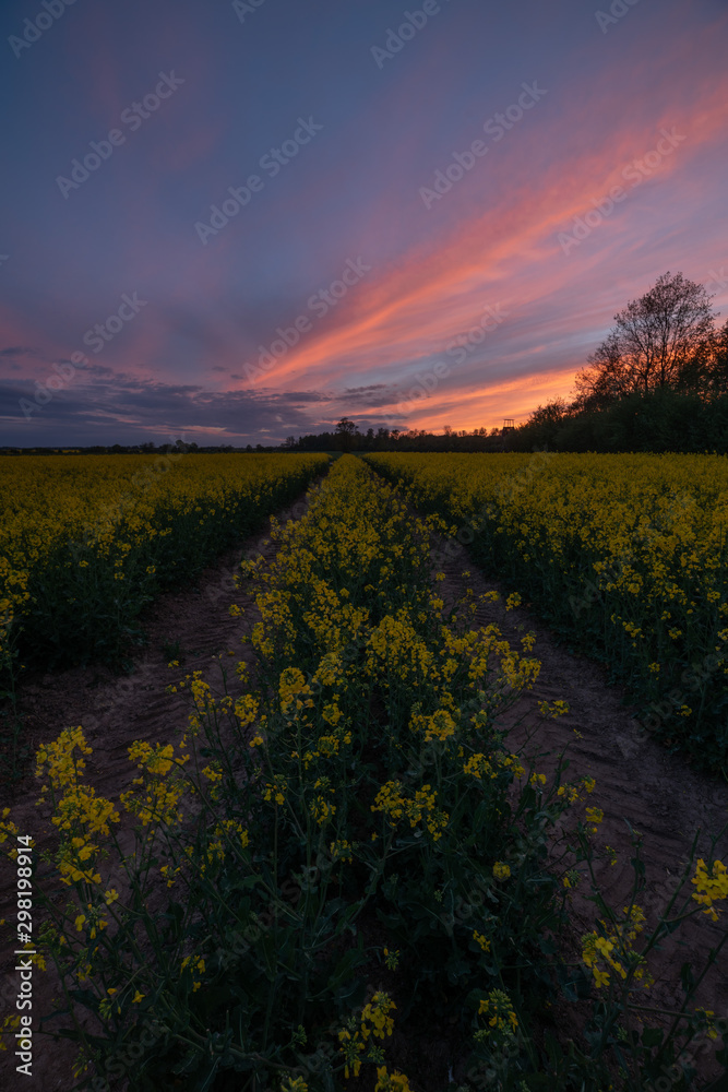 Rapeseed at suset time