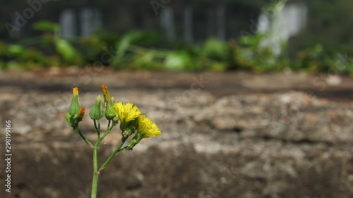 yellow flower on green background