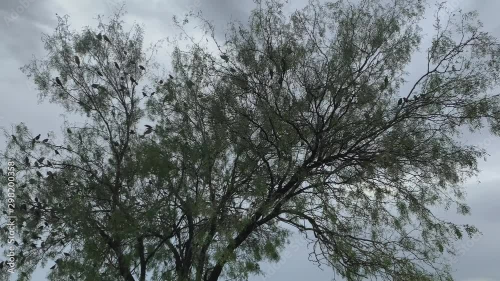 Large group of birds flying in a tree. Large group of birds flying in a tree.