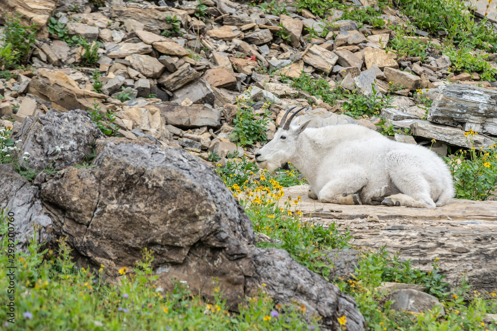 White mountain goat laying on a boulder at Glacier national park, Montana. White mountain goat laying on a boulder at Glacier national park, Montana.