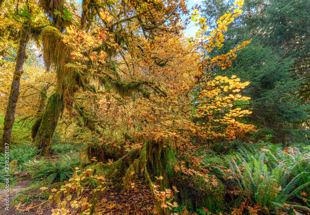 An autumn tree with bright yellow leaves stands in a green rainforest