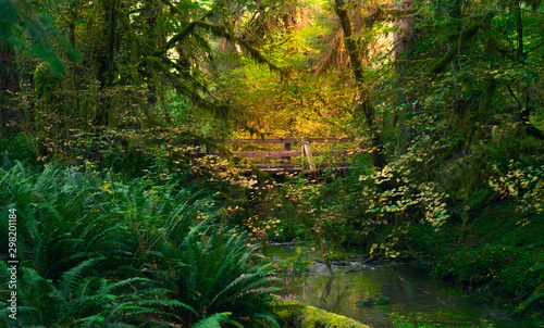 A bridge is illuminated by sunlight in a green rain forest