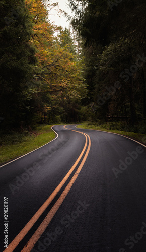 A road winding through the autumn forest