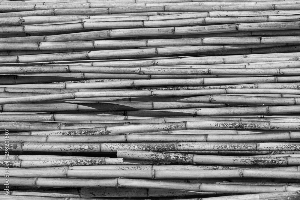 Black and white group of bamboos background.Pile of bamboo pole texture with natural pattern.