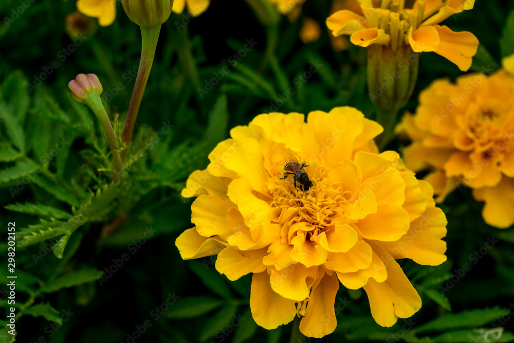 Yellow marigold with swarming bees Yellow marigold with swarming bees