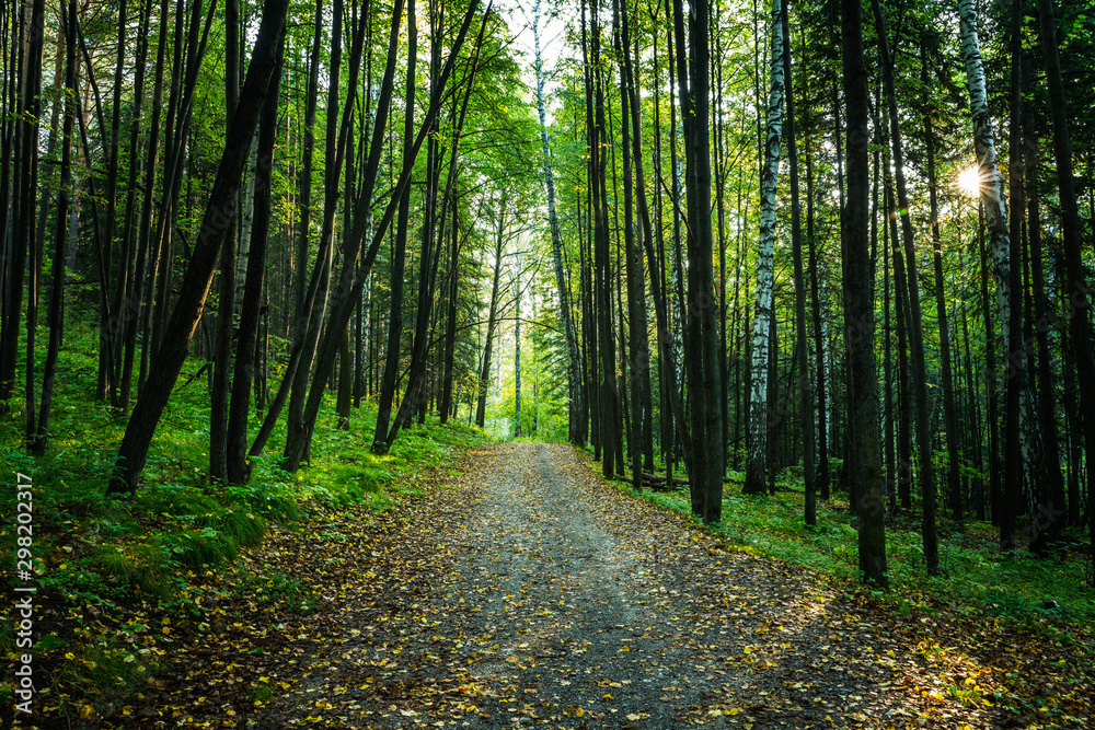 Fototapeta premium Pathway through beautiful summer forest with different trees