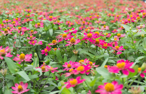 Beautiful pink flower fields © tawit