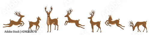 Slika na platnu Set of Deers Isolated. Sika Deers, Reindeers, Stags
