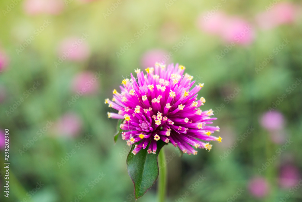 pink flower bloom on morning pink flower bloom on morning