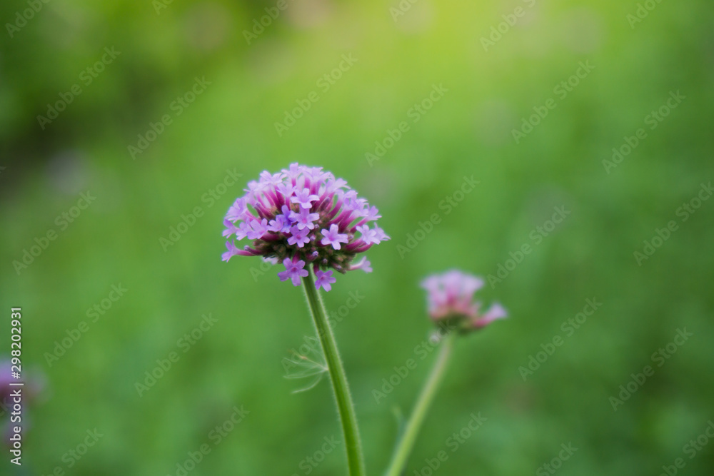 The pink flower bloom on morning The pink flower bloom on morning
