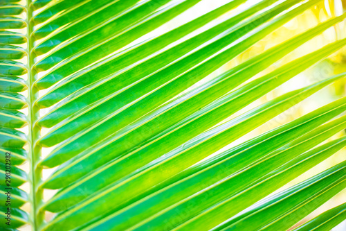 Fresh green coconut leaves on coconut trees  beautiful palm leaves  green background