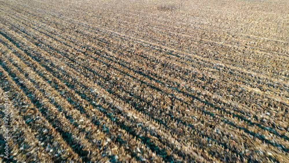 Aerial view of cornfield. Dron flying back. Aerial view of cornfield. Dron flying back.