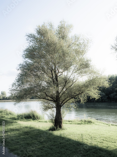 arbre le long de la Saône près de Belleville en France
