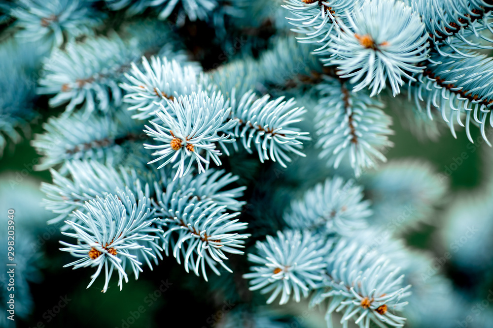 White Christmas tree on holiday in the forest texture macro. White Christmas tree on holiday in the forest texture macro.