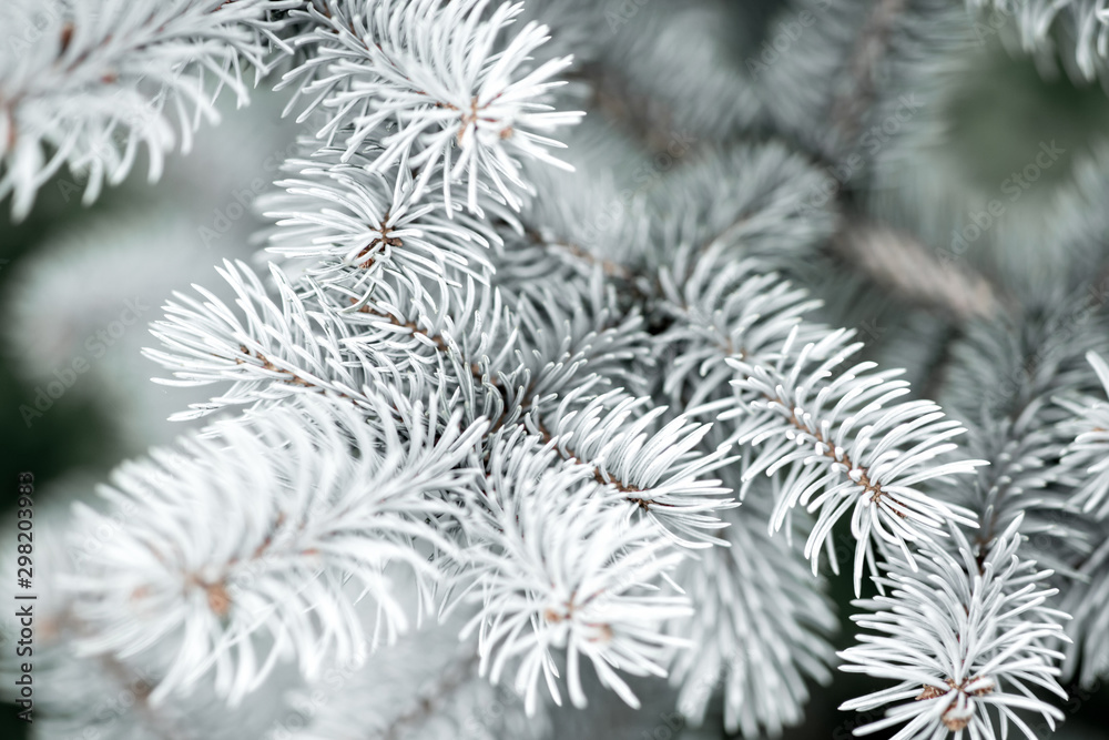 White Christmas tree on holiday in the forest texture macro. White Christmas tree on holiday in the forest texture macro.