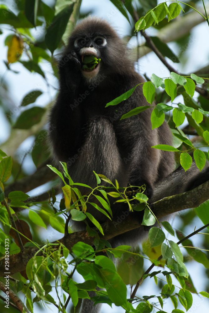 The dusky leaf monkey, spectacled langur, or spectacled leaf monkey (Trachypithecus obscurus) from Malaysia The dusky leaf monkey, spectacled langur, or spectacled leaf monkey (Trachypithecus obscurus) from Malaysia