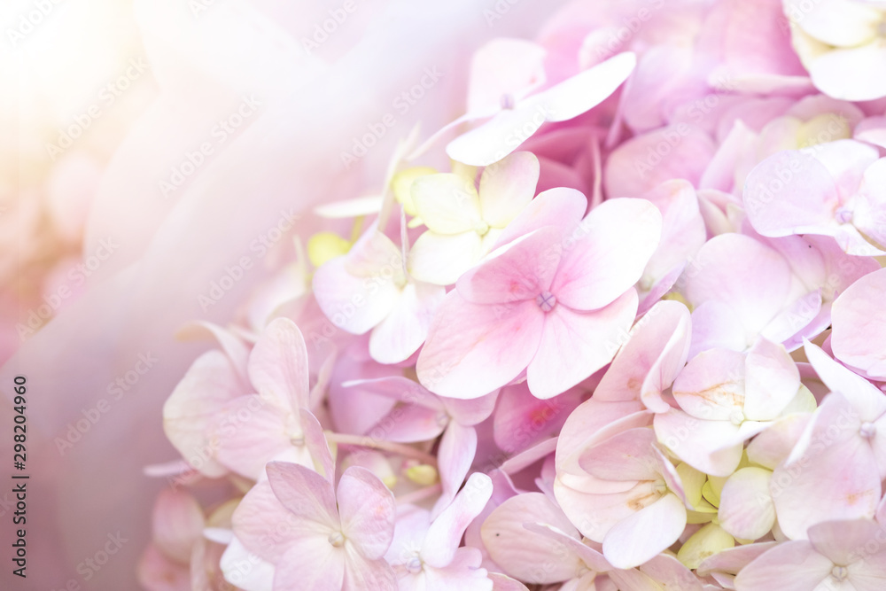 Hydrangea with sunlight for background. Selective Focus.