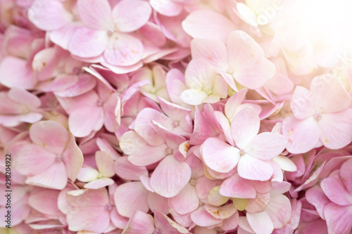 Hydrangea with sunlight for background. Selective Focus.