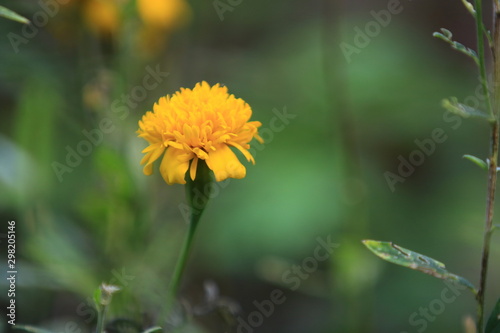 Close up of beauty yellow flower photo