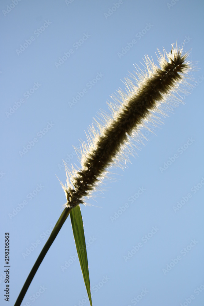 ear of wheat on blue background ear of wheat on blue background