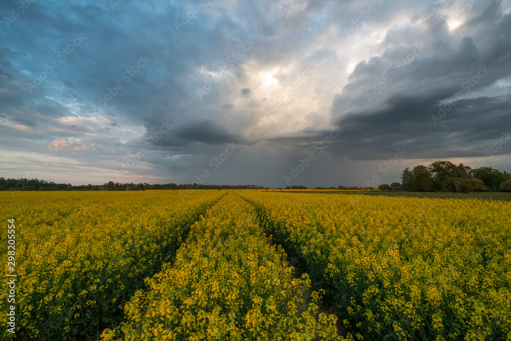 Rapeseed field scape