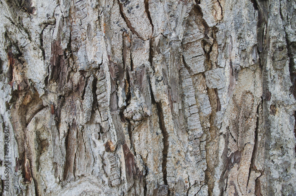 Fototapeta premium The Beautiful tree bark