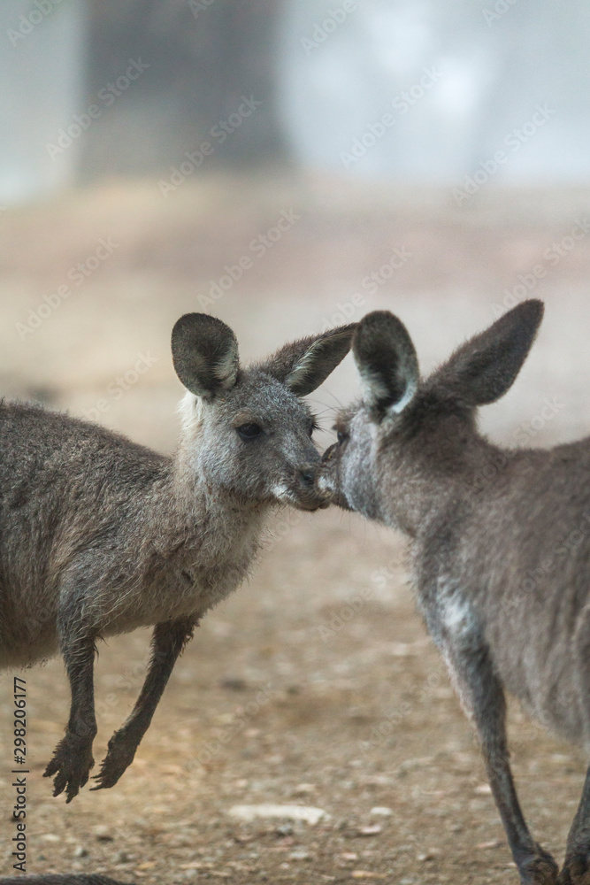 Fototapeta premium Kissing kangaroos