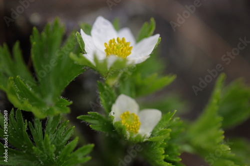 ハクサンイチゲ