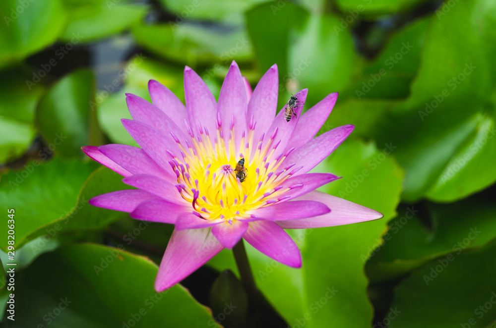 The bee Climb purple bloom lotus The bee Climb purple bloom lotus