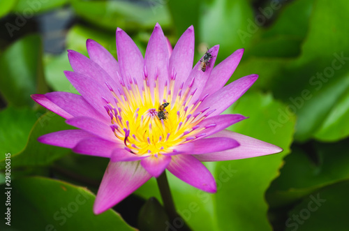 bee  Climb purple bloom lotus