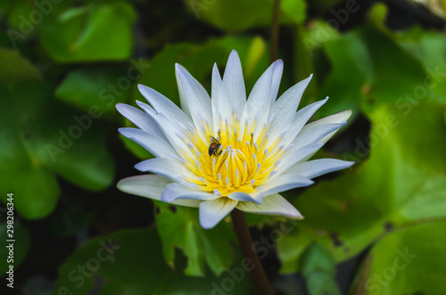 White lotus flower with bees