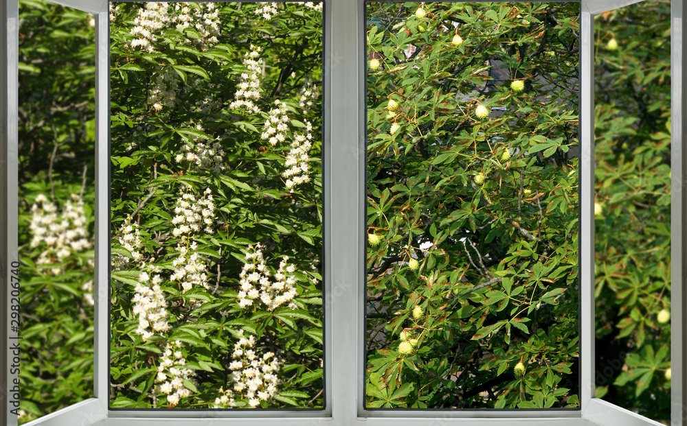 open window with a view of the spring flowering chestnut and chestnut, on which the fruits of the chestnut hang in autumn