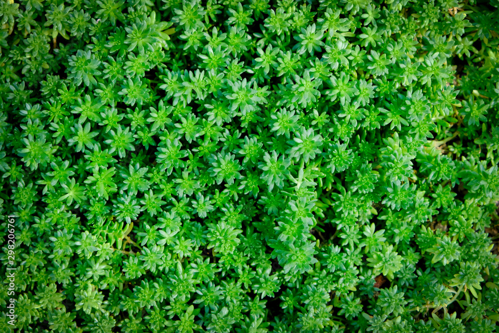 Fototapeta premium The background image is a small, bright green tree.