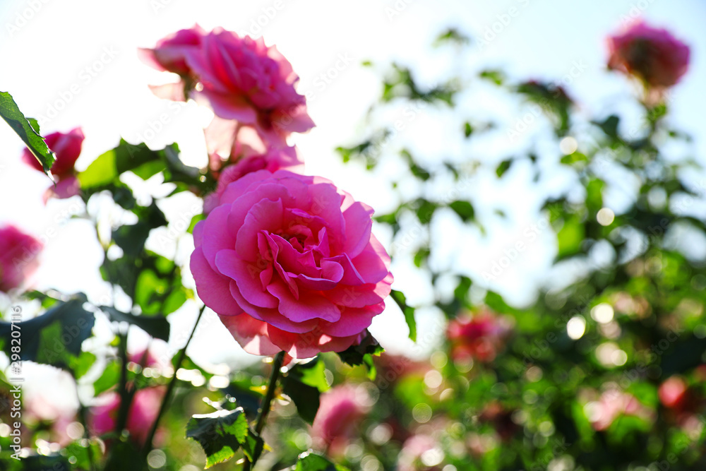 Green bush with beautiful roses in blooming garden on sunny day Green bush with beautiful roses in blooming garden on sunny day