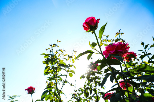 Fototapeta Naklejka Na Ścianę i Meble -  Green bush with beautiful roses in blooming garden on sunny day