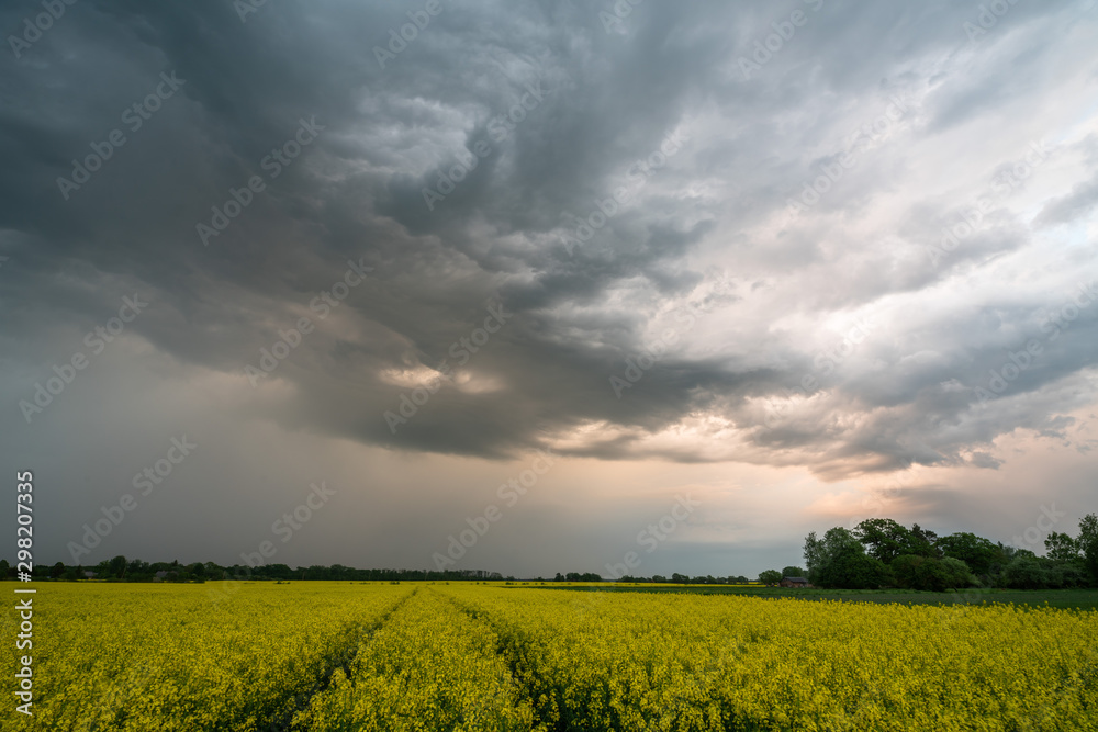 Rapeseed field scape Rapeseed field scape