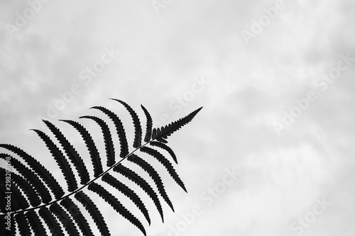 Fern leave black and white on the gray background,palm trees with shadow. © Chaleow