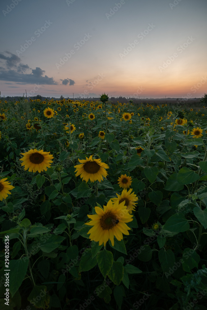 Sunflowers at sunset time