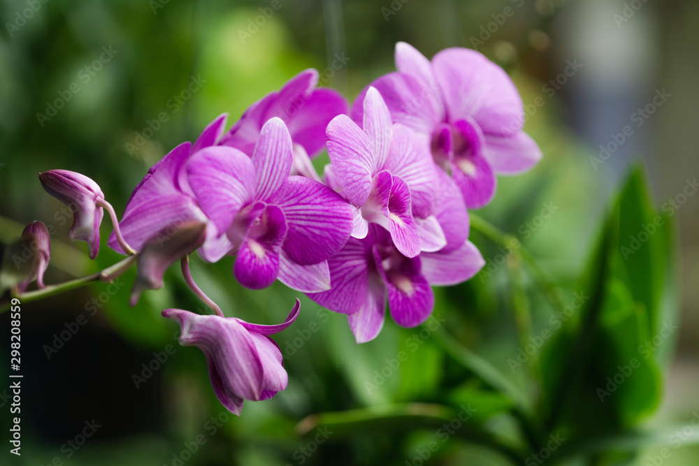 Purple orchids bloom in the garden
