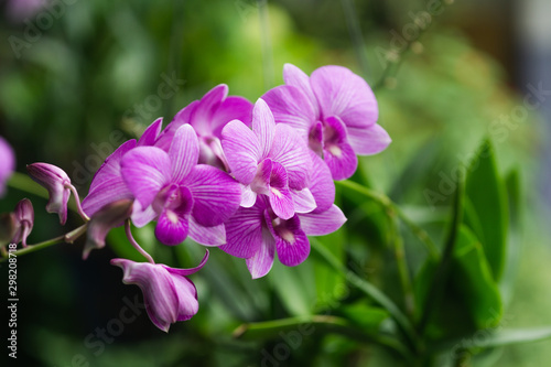 orchid flowers blooming in garden © tawit